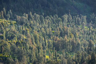 High angle view of trees in forest