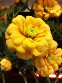 Close-up of yellow flower