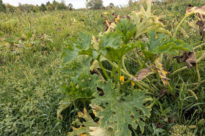 Close-up of plants growing on field