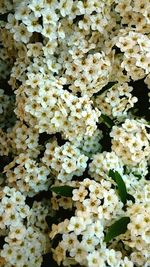 Full frame shot of flowers