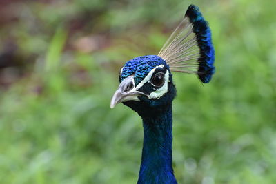 Close-up of a peacock