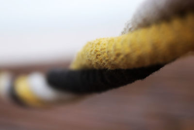 Close-up of yellow cake against white background