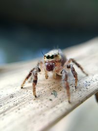 Close-up of spider on wooden table