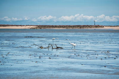 Great egrets look for crab to eat on sea mud during low tide at thale waek of phetchaburi, thailand.