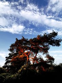 Low angle view of trees against sky