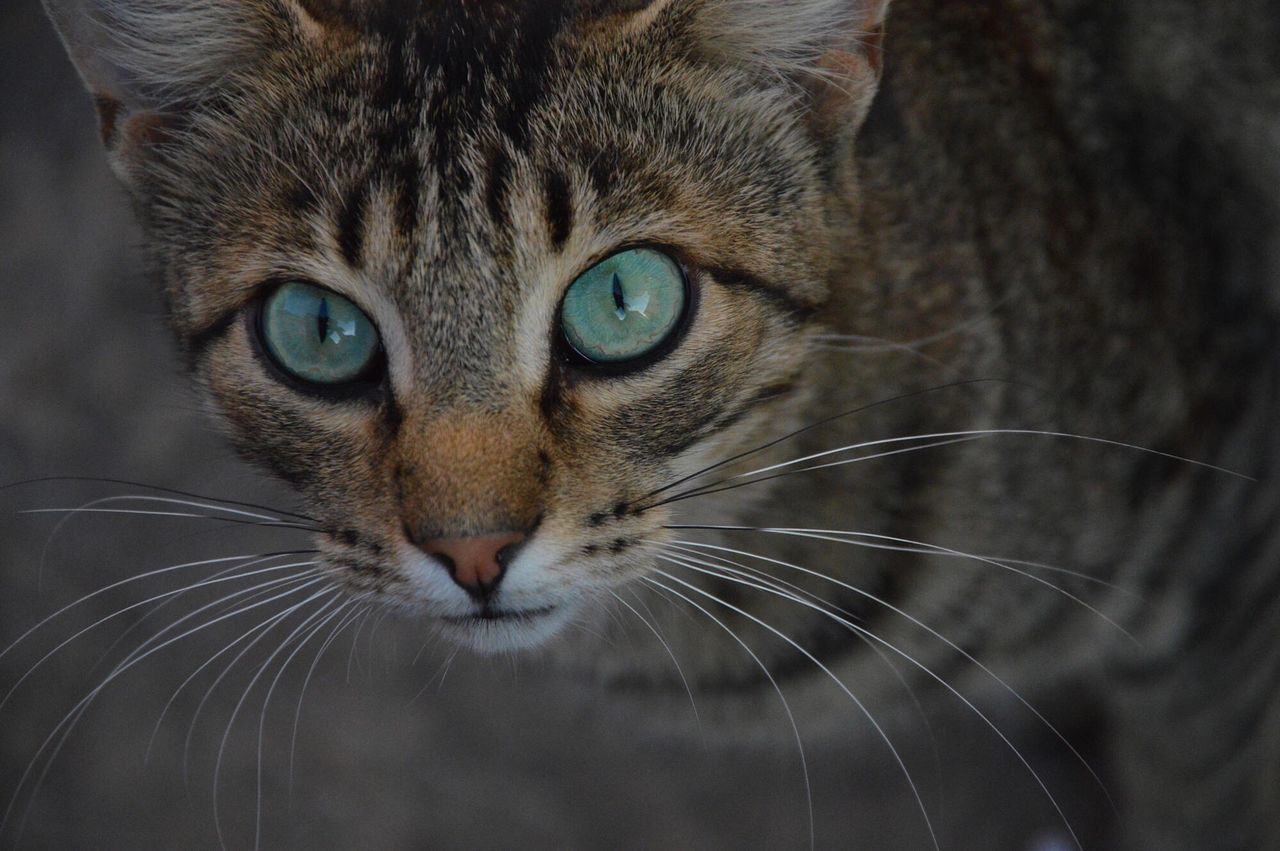 CLOSE-UP OF CAT WITH EYES