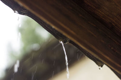 Close-up of insect on spider web