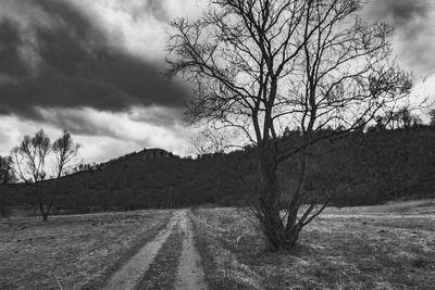 Bare trees by road against sky