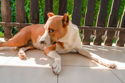 Dog lying down on railing