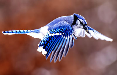 A bluejay flying along in the garden