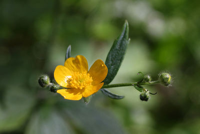 Meadow buttercup, arabis caucasica blooming yellow flower in a botanical garden, lithuania