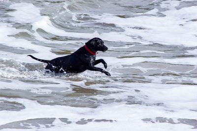High angle view of dog running in sea
