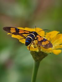 Close-up of butterfly pollinating on yellow flower