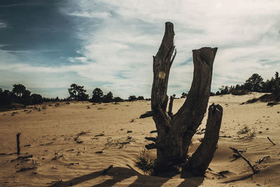 Trees on sand against sky