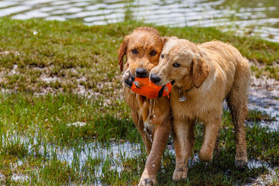 Golden retrievers playing with toy in water