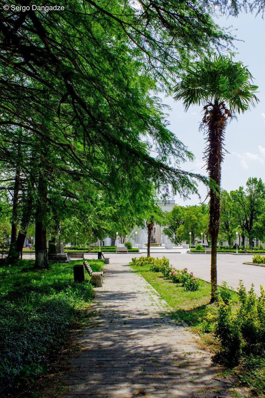 tree, nature, growth, the way forward, tranquility, tranquil scene, landscape, branch, tree trunk, beauty in nature, walkway, no people, day, outdoors, grass, sky