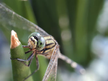 Close-up of insect on leaf