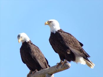 Low angle view of eagle perching on rock