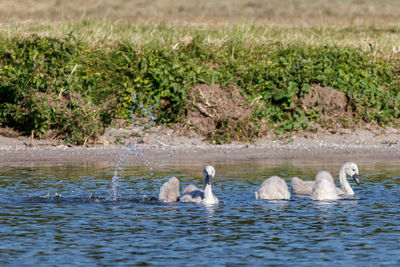 Swans swimming in lake