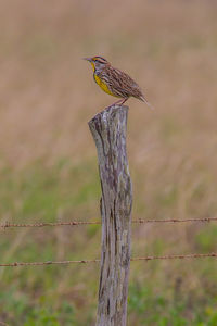 Bird perching on wooden post