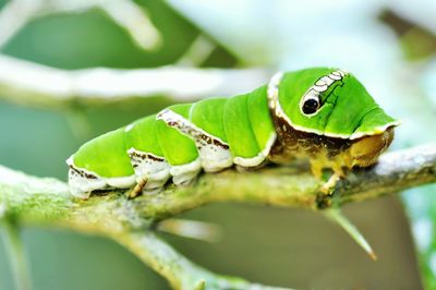 Close-up portrait of green lizard