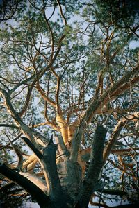 Low angle view of tree