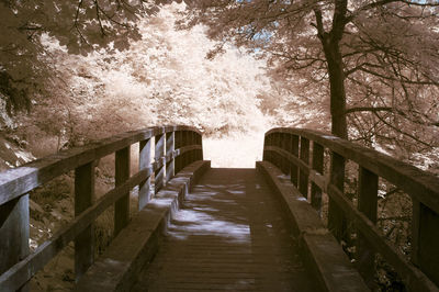 View of trees along water