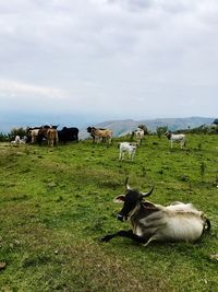 Cows on field against sky