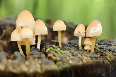 Close-up of mushrooms growing on field