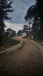 Empty road along trees