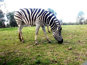 Zebras standing on field against sky