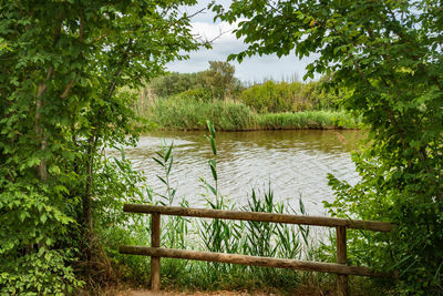 Scenic view of lake in forest