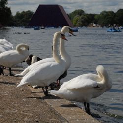 White swan on the beach