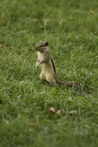 Meerkat sitting on field