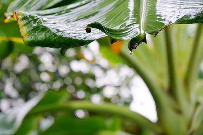 Close-up of insect on leaf