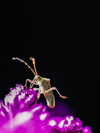 Close-up of insect on flower against black background