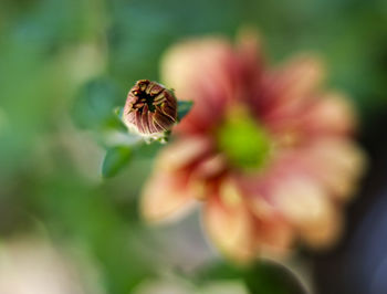 Close-up of flower growing outdoors