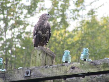 Pigeon perching on wooden post