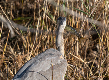 Blue heron hunts for food in the wetlands