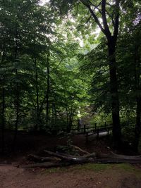 Trees in forest