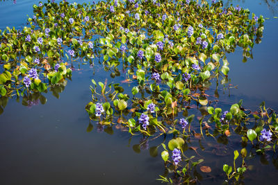 Close-up of purple flowering plant by lake