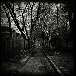 Bare trees along road