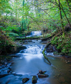 Stream flowing in forest