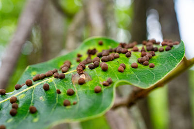 Close-up of berries growing on plant