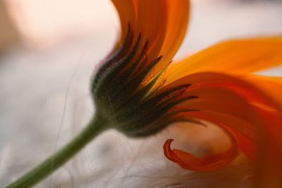 Close-up of orange flower blooming outdoors