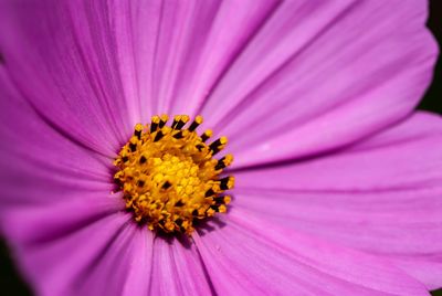 Close-up of pink flower