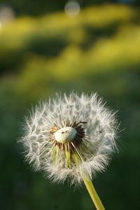 Close-up of dandelion flower