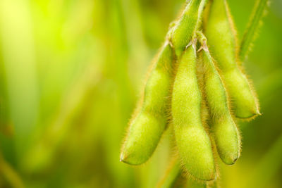 Close-up of green plant