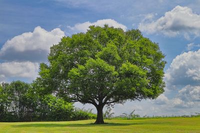 Trees on field against sky