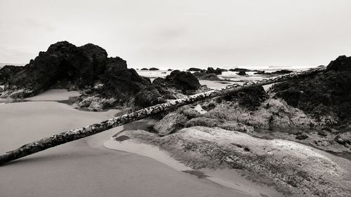 Close-up of tree against sky
